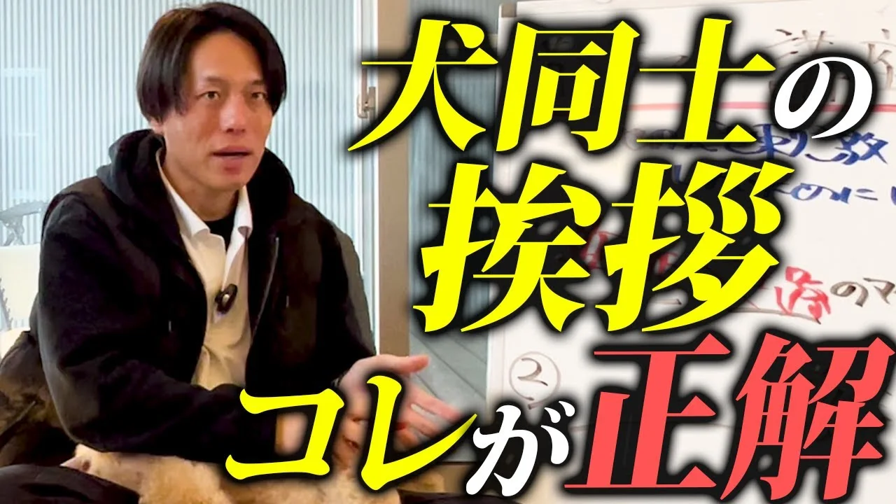 公共空間で犬と安全に散歩する人
